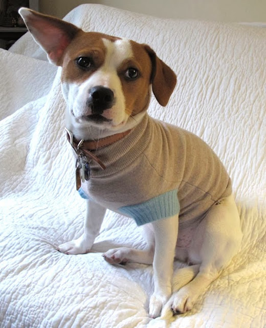 DIY dog sweater