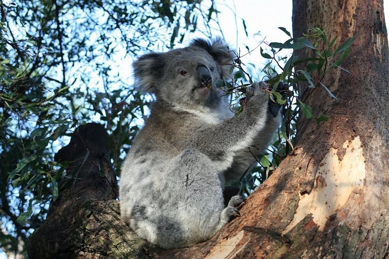 Amazing Koala Endangered Species, Koalas Facts, Photos, Information