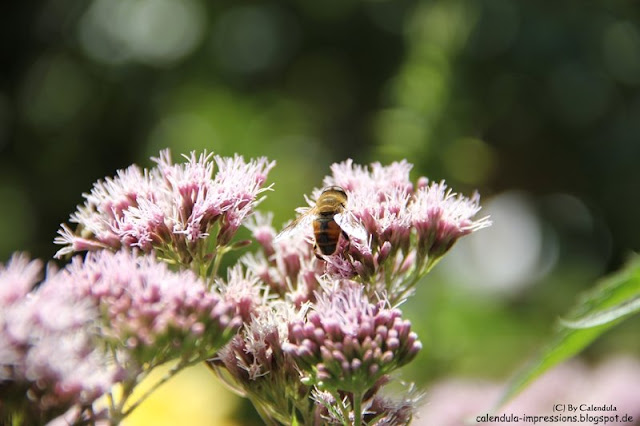 Keilfleckschwebfliege Eristalis Wasserdost Eupatorium Biene Scheinbiene Mistbiene