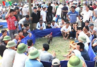 Gambar sabung ayam saigon vietnam di acara festival sabung ayam saigon vietnam di acara festival