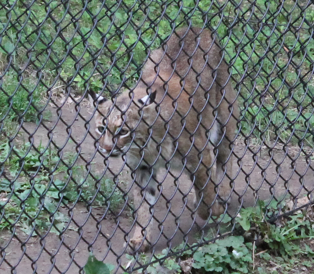 Hoorahoopti Away Henson Robinson ZooSpringfield, IL