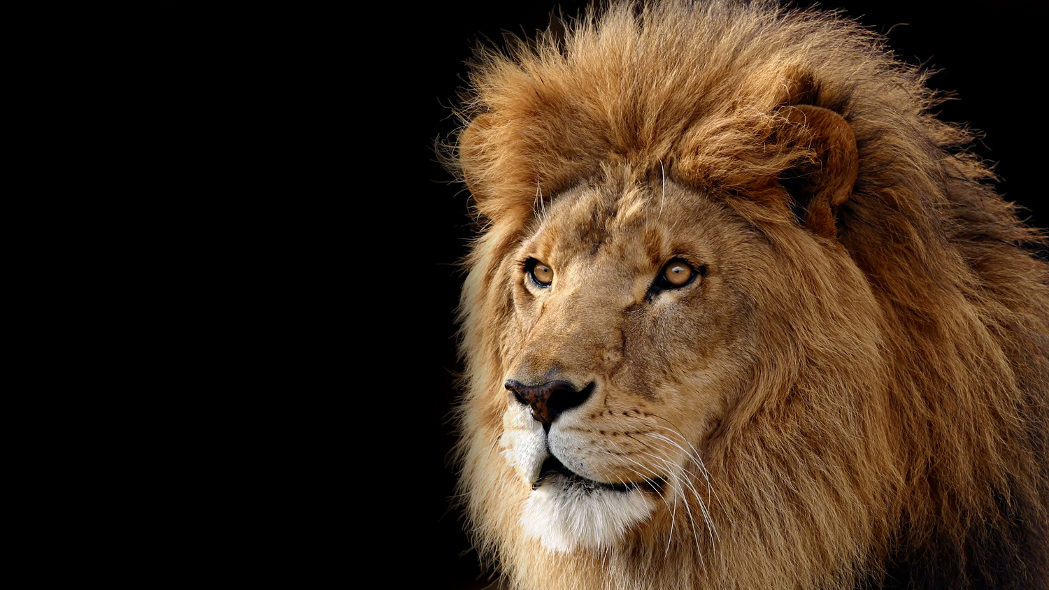 mac os x lion black wallpaper Apple OS X Lion At the heart of every Mac is one powerful OS