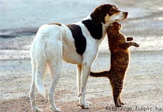 Funny DOG Pictures