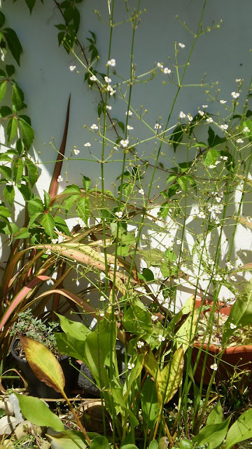 URBANO Alisma plantagoaquatica, Llantén de agua, Plantas palustres URBANO Alisma plantagoaquatica, Llantén de agua, Plantas palustres