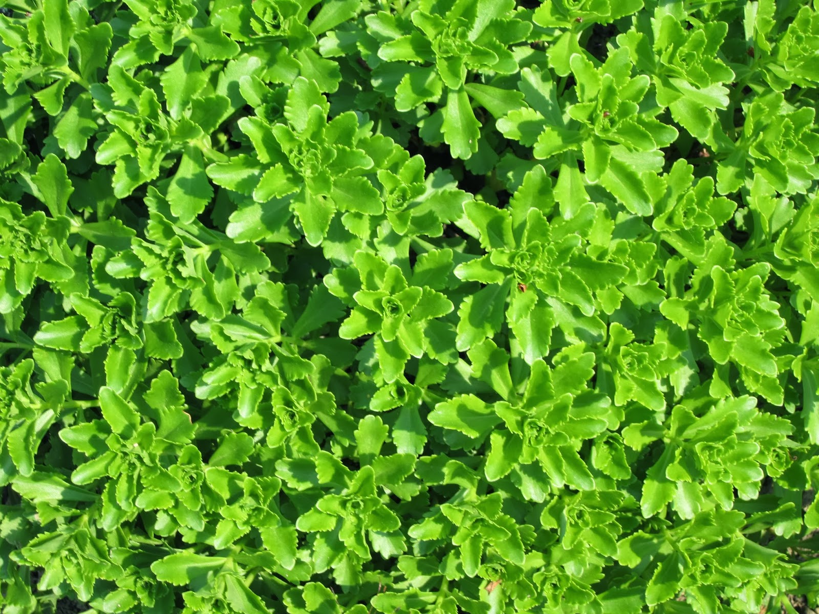 idrocultura nuova tendenza green