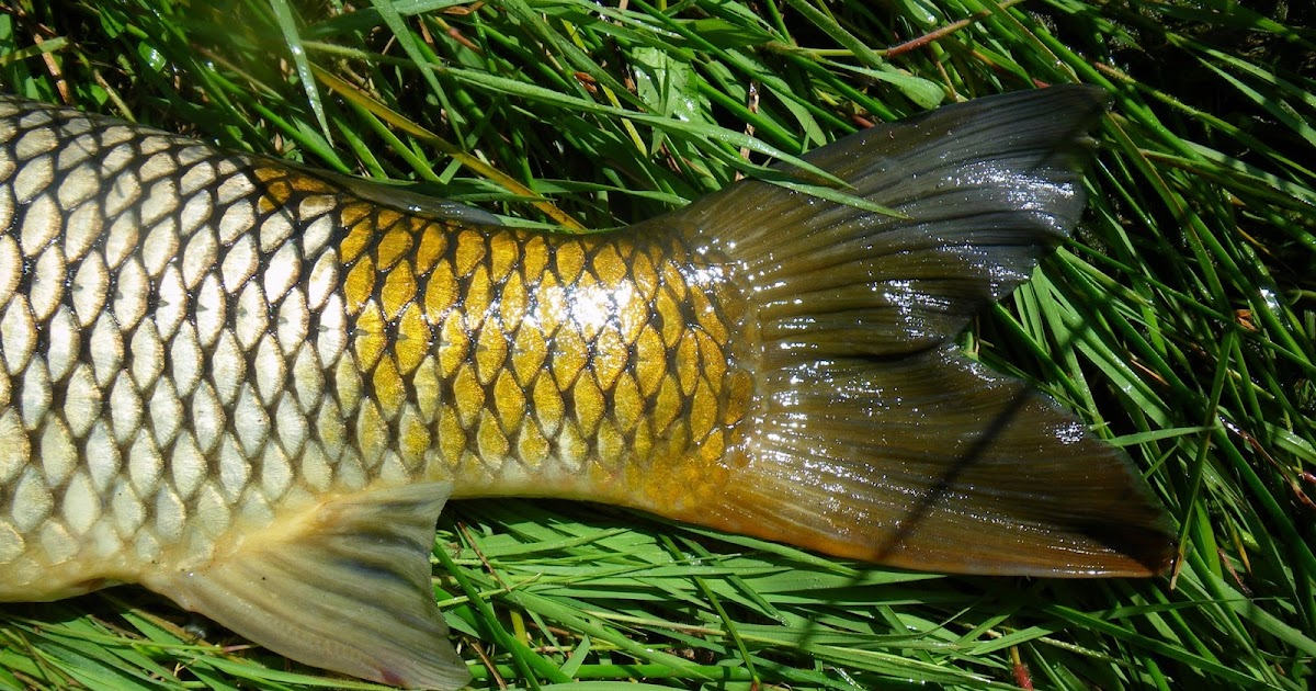 Got Backing? (Formerly Known as Mr. P.'s Blog) Carp PartsScales