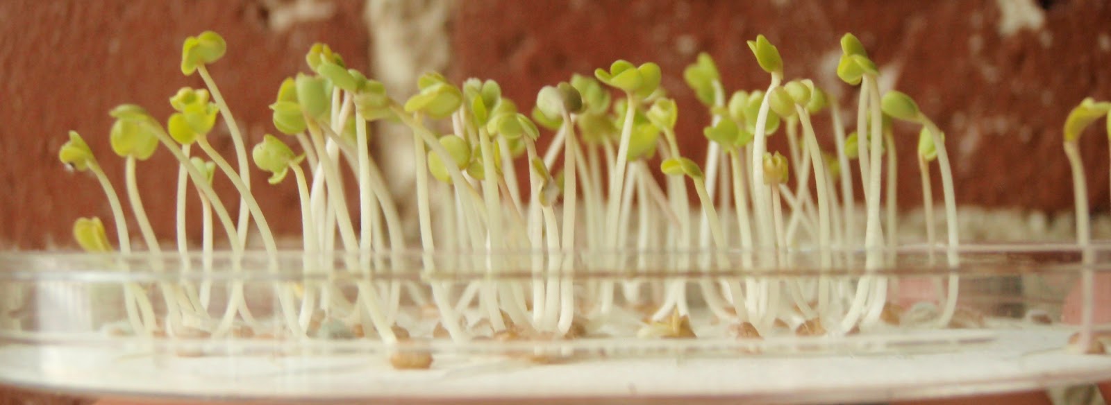 germination of mustard seeds experiment