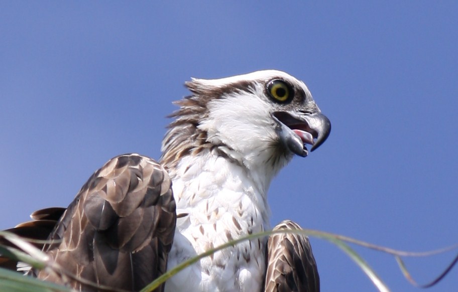 Birds Birds Birds Osprey (with baby)