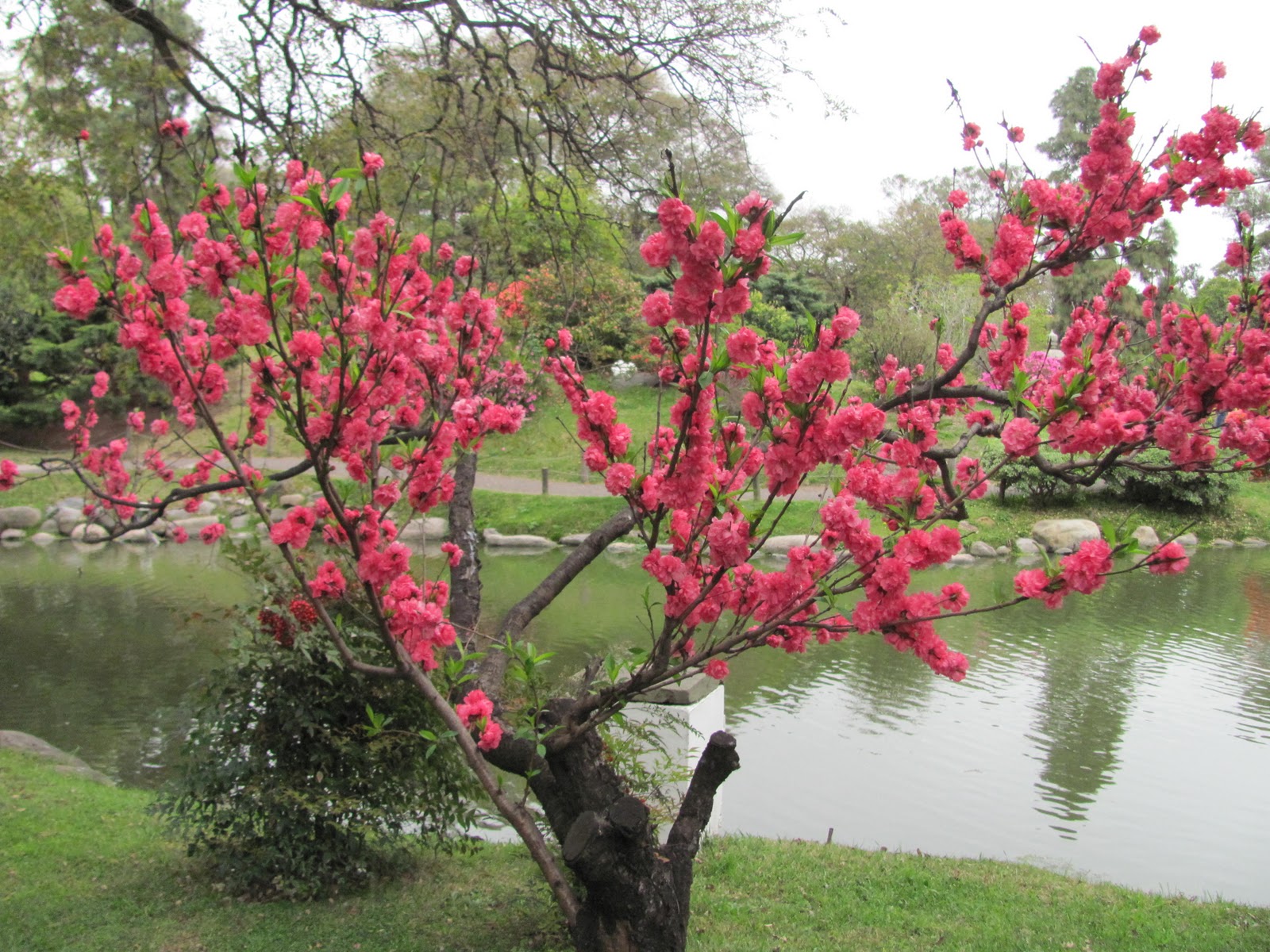plantas para jardim japonesSimplesmente Fascinante Jardim Japonês plantas para jardim japonesSimplesmente Fascinante Jardim Japonês