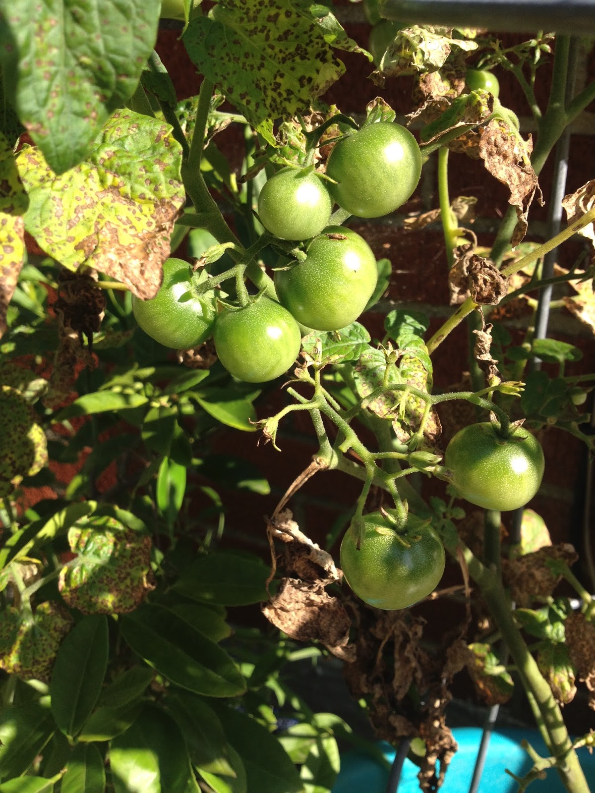 Fast, Cheap, and Good Sustainability, One Choice at a Time Tomato