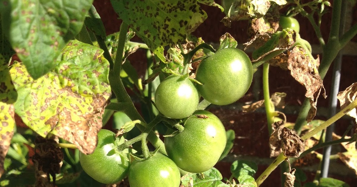 Fast, Cheap, and Good Sustainability, One Choice at a Time Tomato