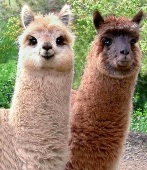 cute lamas