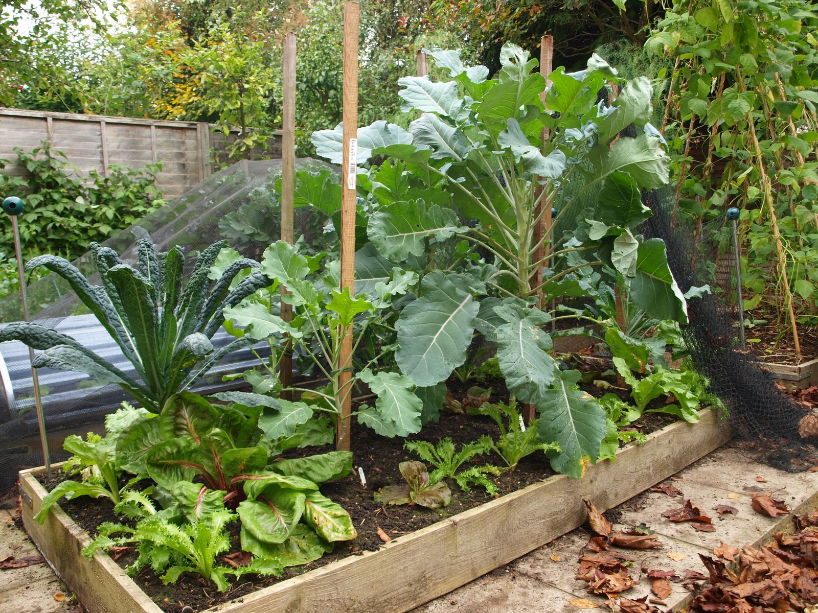 Sprouting Cavolo Nero