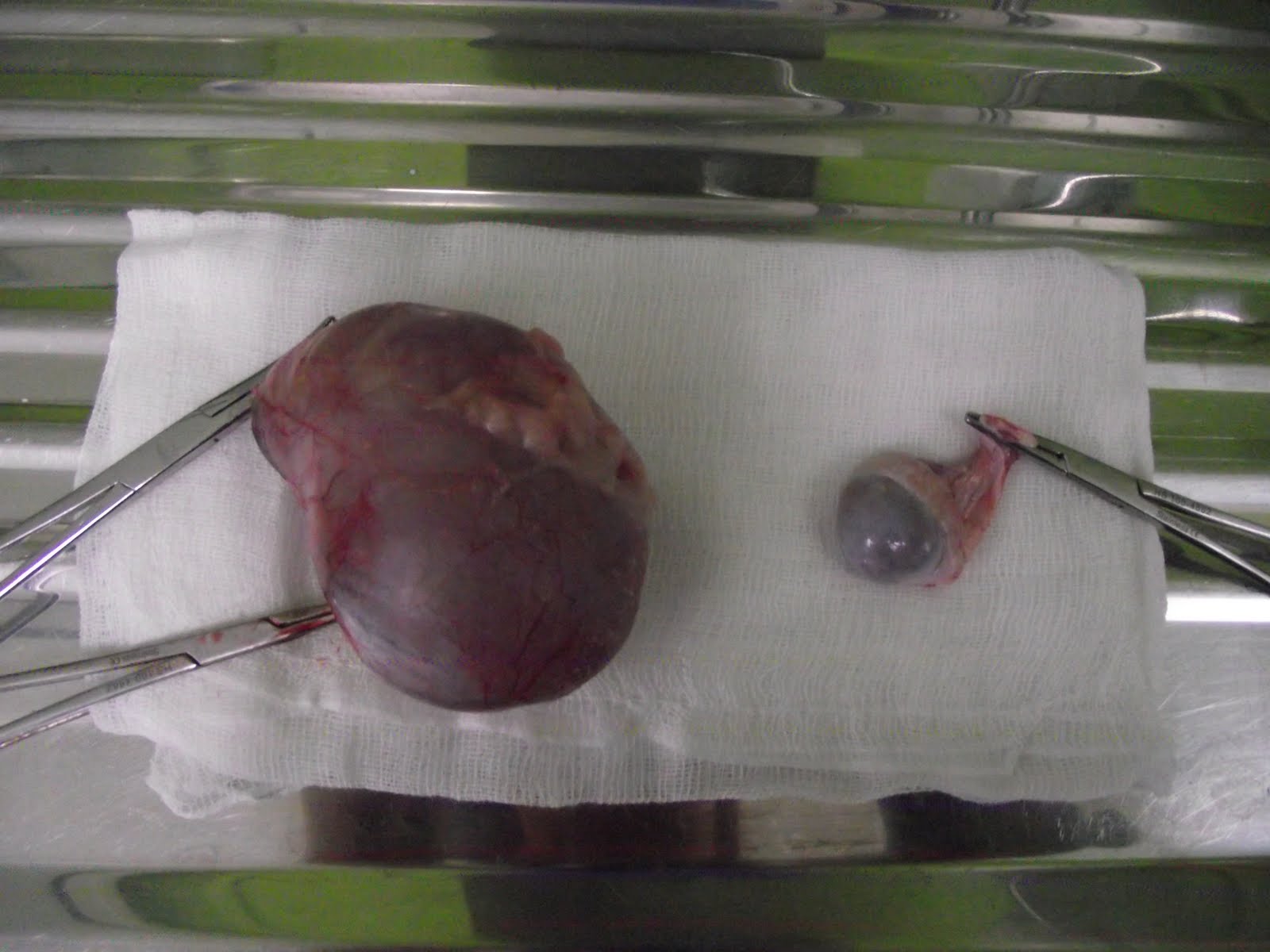 Casos clínicos de veterinaria en pequeños animales: ADENOMA PERIANAL EN