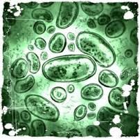 Cara Mengobati Penyakit Gonorrhea & Chlamydia Cara Mengobati Penyakit Gonorrhea & Chlamydia