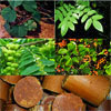TANAMAN HERBAL OBAT TRADISIONAL TANAMAN HERBAL OBAT TRADISIONAL