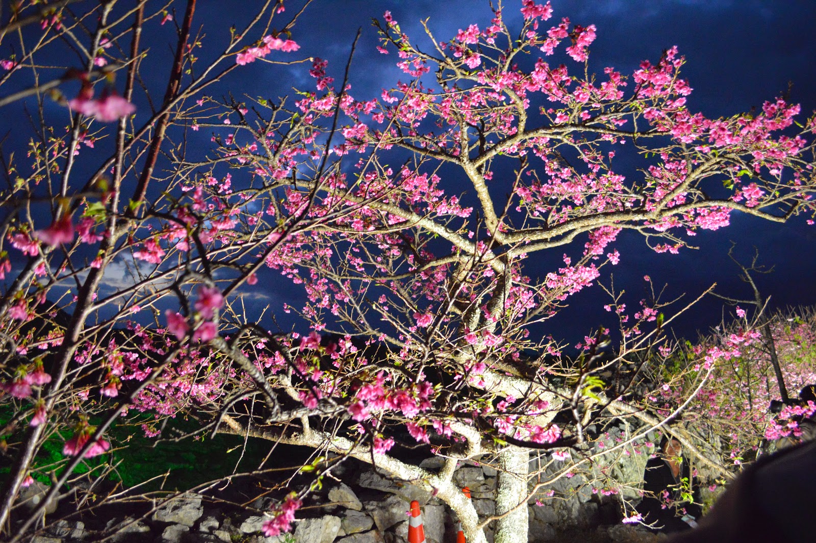 2015年今帰仁城址の夜桜