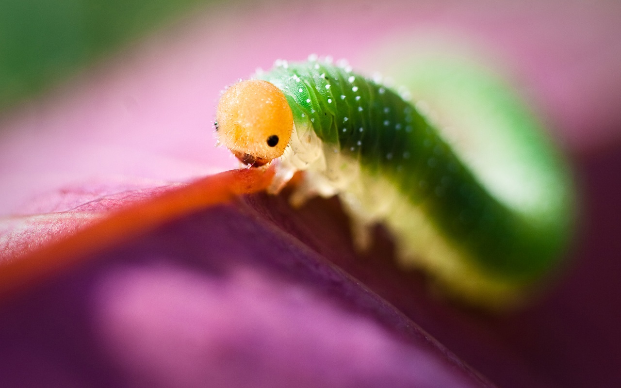 http://4.bp.blogspot.com/-JzE7sMrTNLQ/Tb2rNODMd2I/AAAAAAAAIX8/4RWsfebWUcE/s1600/Insect%2BWallpapers%252C%2BEarthworm%252C%2BHD%2BWallpapers.jpg