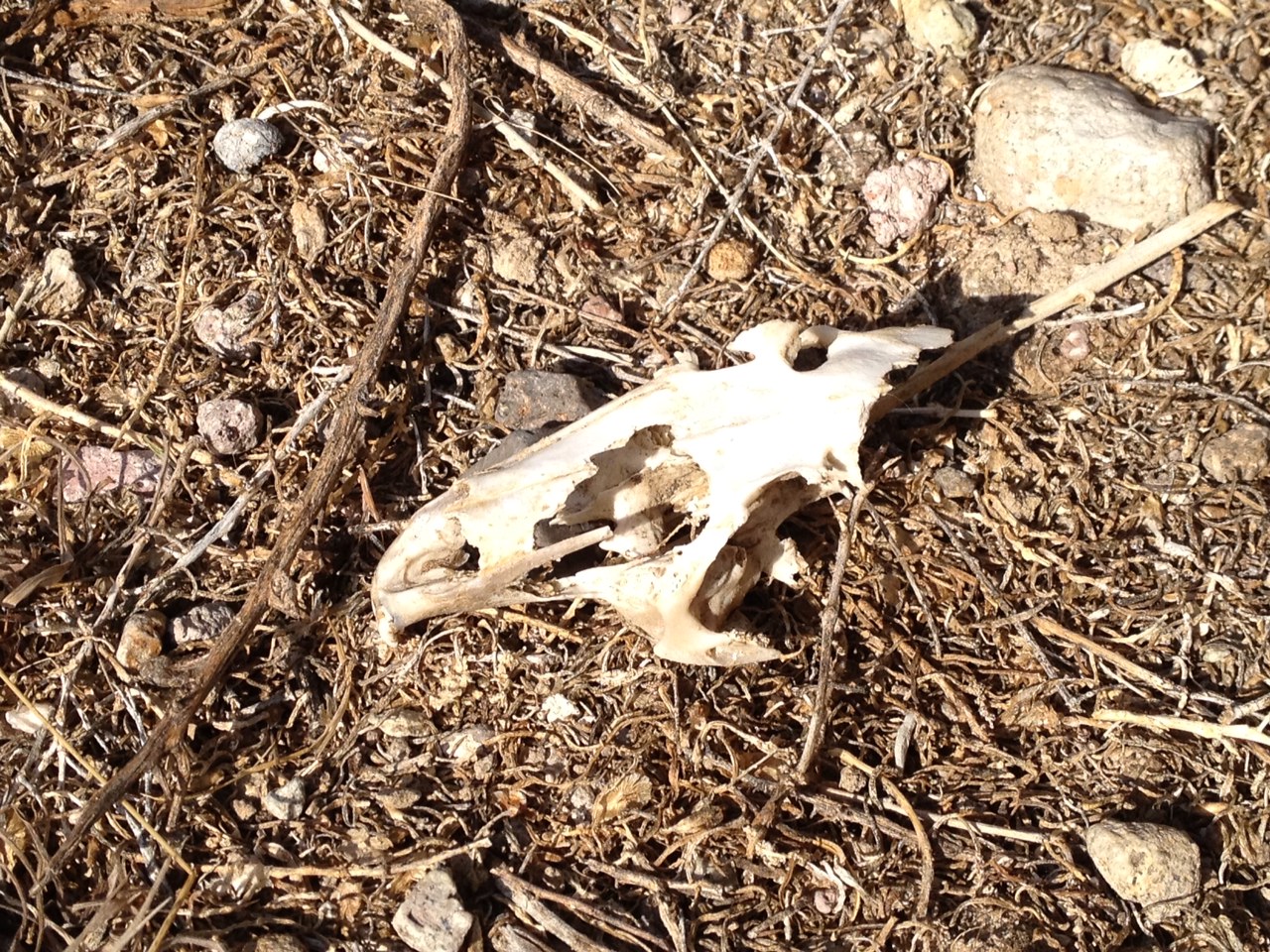 Middle Class Chops Boise Whistle Pig Carnage!