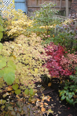 ukigumo Japanese maple and other shrubs in autumn by garden muses: a Toronto gardening blog