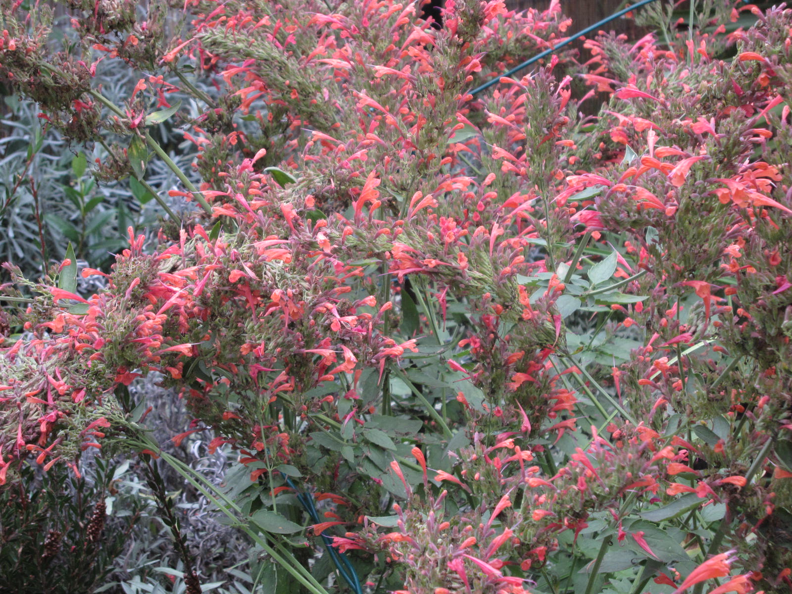 Agastache Acapulco