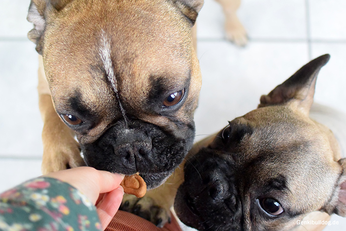 Vanille Kekse Rezept für Hunde Vanille Kekse Rezept für Hunde