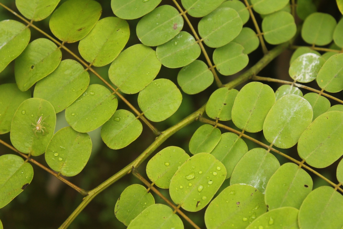 Bipinnately Compound Leaf