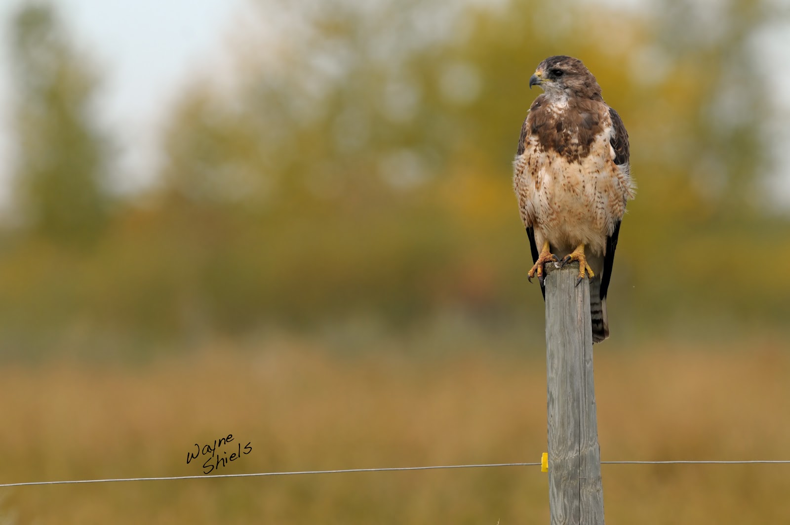 Photography by Lisa 2013 Birds of Saskatchewan