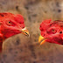 Sejarah ayam bangkok aduan