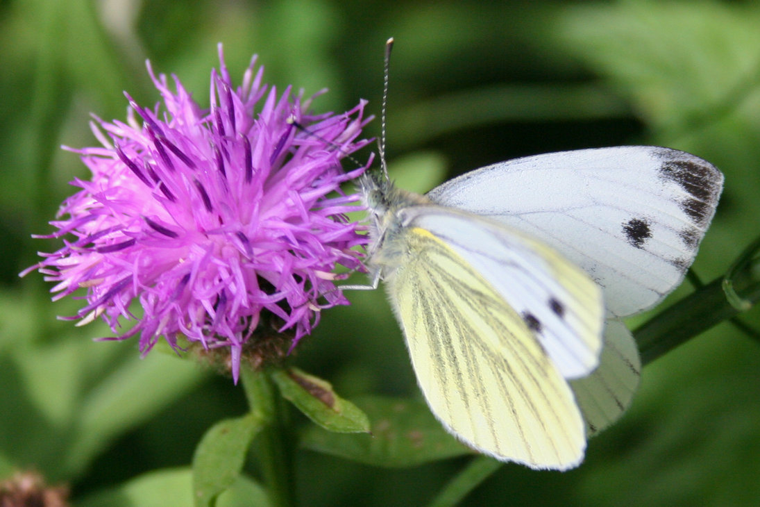 Cabbage White Butterfly Wild Life World