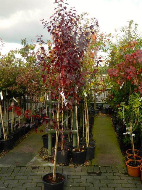 Pam's English Cottage Garden: Cherry Tree