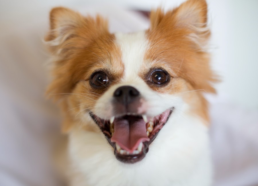 pug pomeranian mix shelter dogs of portland quot thumbelina quot spunky pomeranian pug pomeranian mix shelter dogs of portland quot thumbelina quot spunky pomeranian