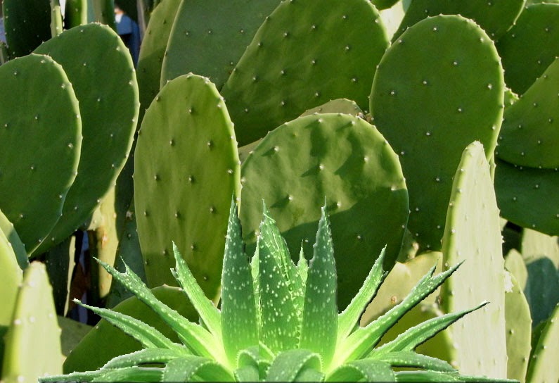 . Use on cuts and burns&hellip;.chickens too!