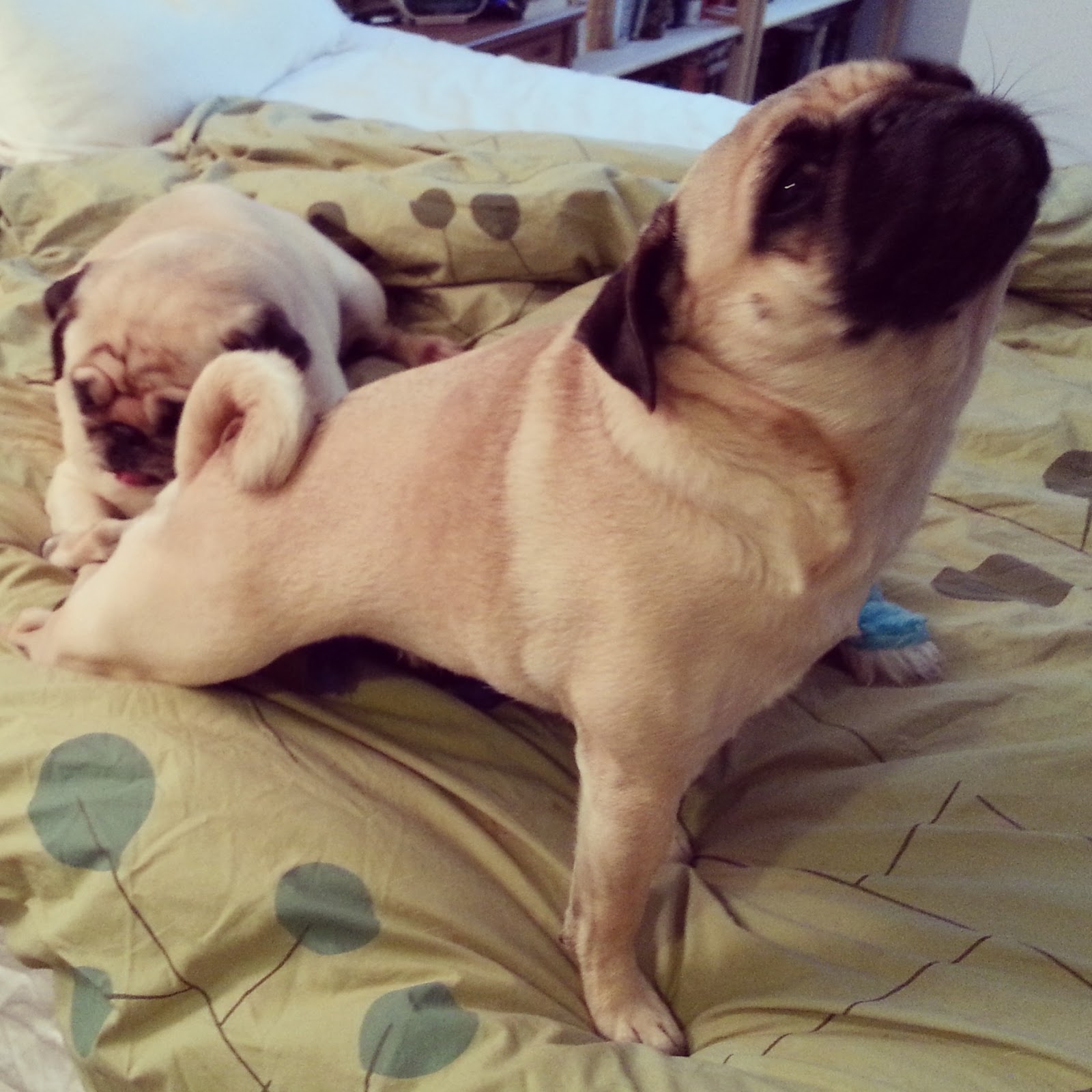 Dog Can T Sit Still Licking Butt Dog Can T Sit Still Licking Butt