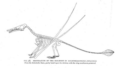 Rhamphorhynchus