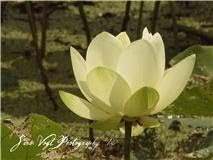Linen Flower by Sara Vogt Photography