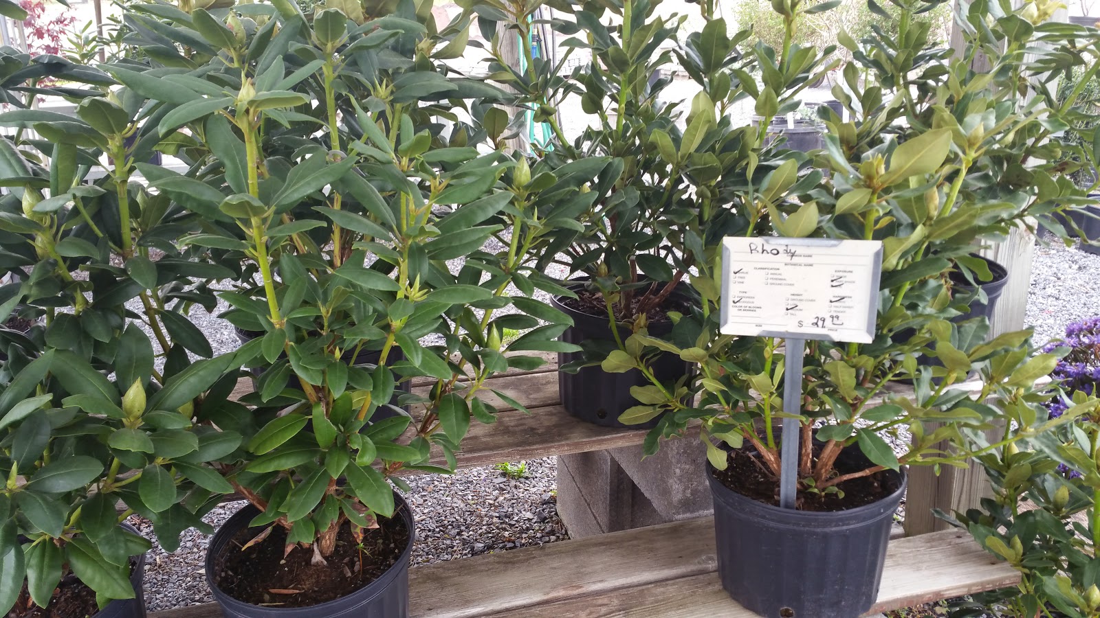 TURBOTVILLE LANDSCAPE AND SUPPLY Flowers