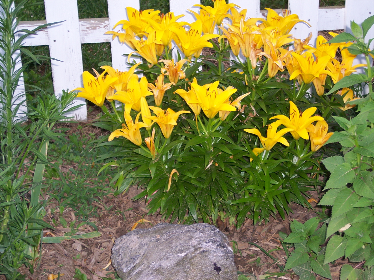 rustynailgarden YELLOW ASIAN LILIES