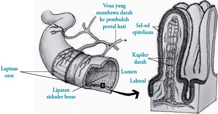 Struktur dan Fungsi Usus Halus Manusia ~ Panduan Cepat Hamil