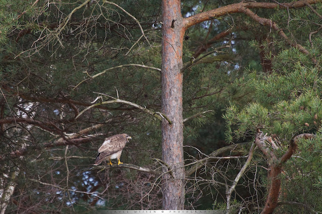 Schreeuwende Buizerd - Screaming Buzzard - Buteo buteo