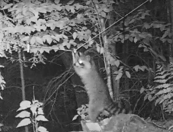 Backyard Birding....and Nature: Raccoon Reality Show - The Milk Bone