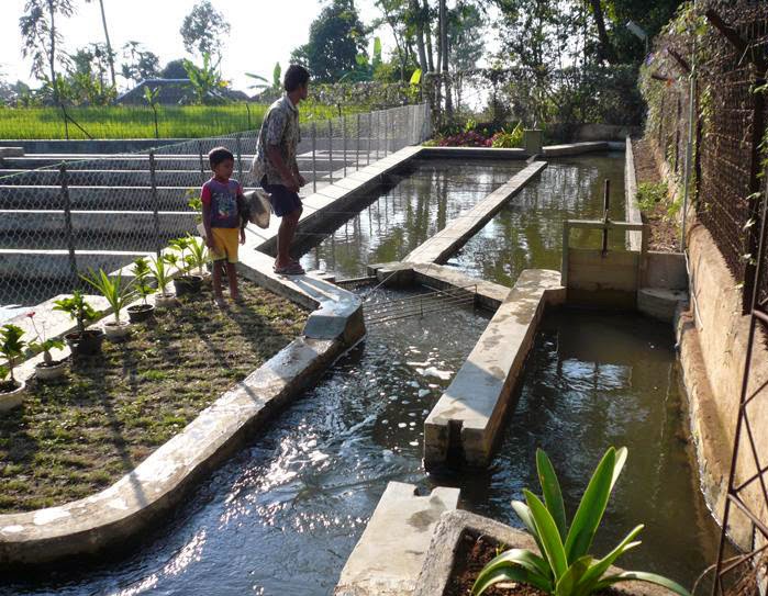 balebete baunajuku: Budidaya Ikan Patin Pada Kolam Tanah