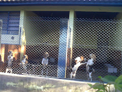 Beagles confinados na Universidade Estadual de Maringá