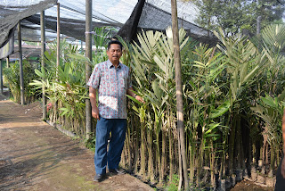 Jual bibit salak pondoh Jual bibit salak pondoh