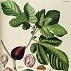 Common Type Fig Ficus Carica