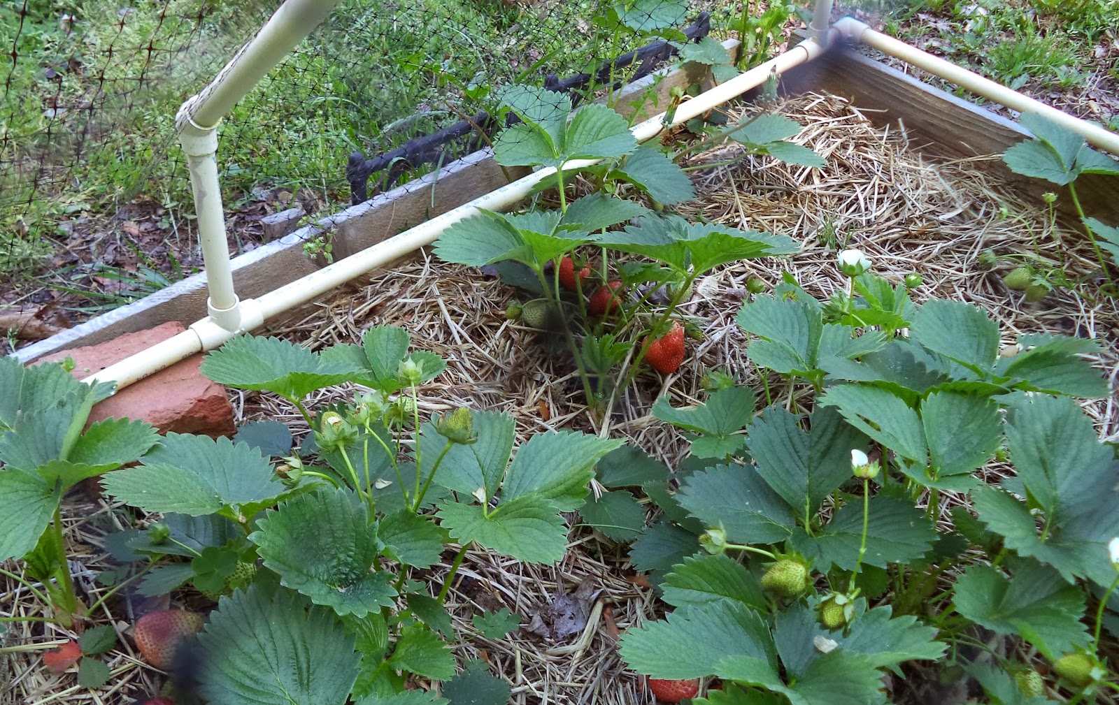 ATLANTA VEGGIES The Future of Supper