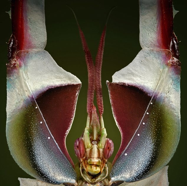 The animal zone A bug's eye view