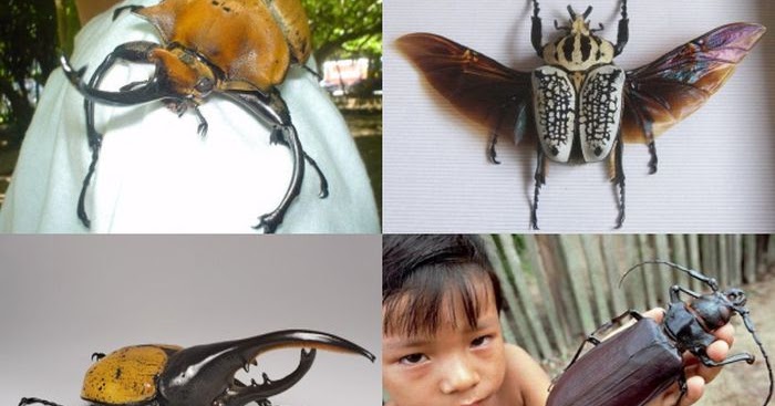 Funny Freast Giant Bugs On Our Planet