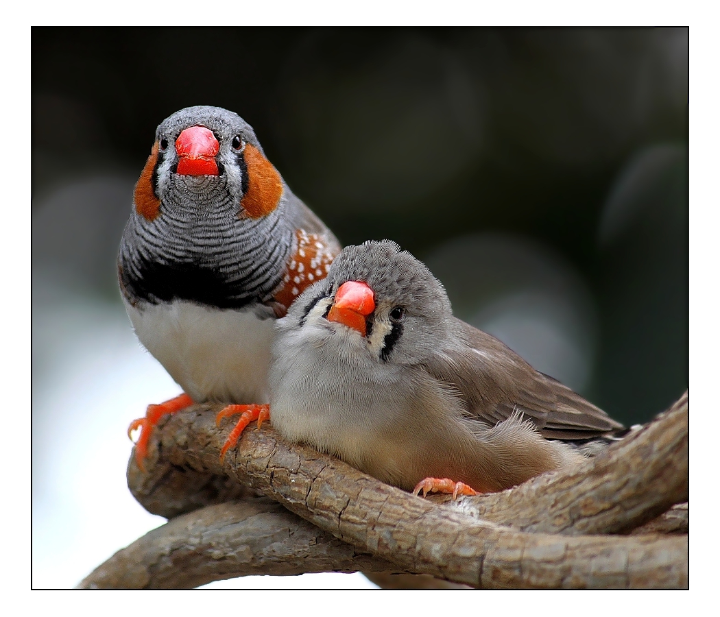 Featured image of post Diamante Passaro El diamante mandar n es tambi n conocido como pinz n cebra y es originario d