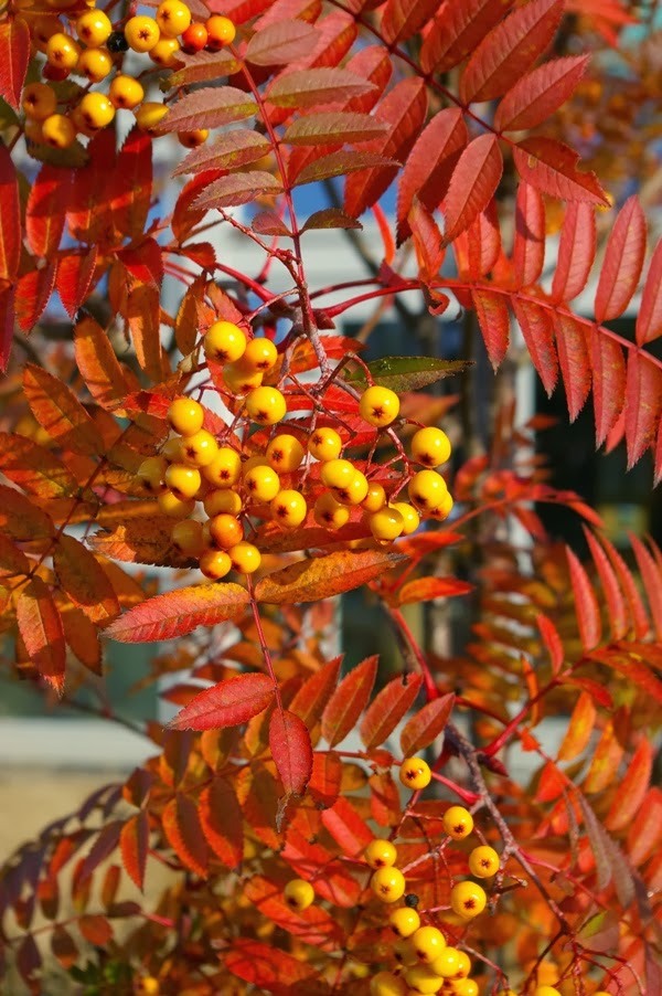Sorbus 'Copper Kettle' Variegated plants, Leaf flowers, Foliage plants